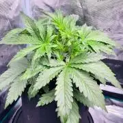 Sweet Gelato and Kush Auto