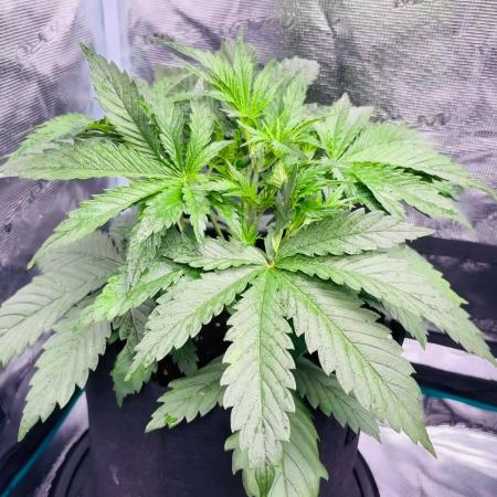 Sweet Gelato and Kush Auto