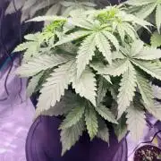 Sweet Gelato and Kush Auto