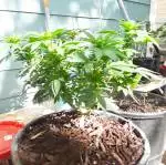 100%sungrown