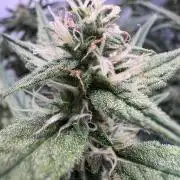 Zesty Bliss - Paradise Seeds