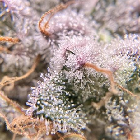 ETERNITY GROW CUP 2025