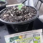 Pineapple Poison - SSSC