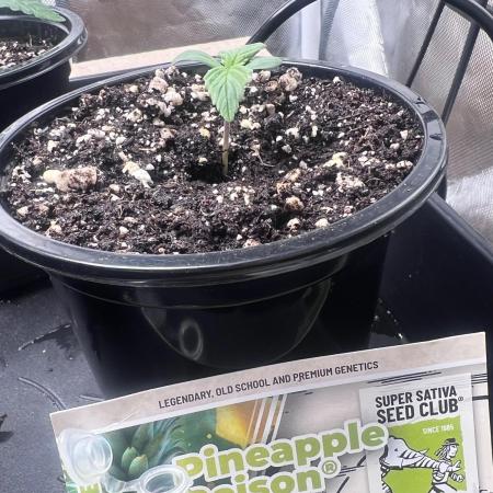 Pineapple Poison - SSSC
