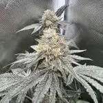 True Angel - Botafarm