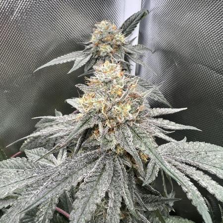 True Angel - Botafarm