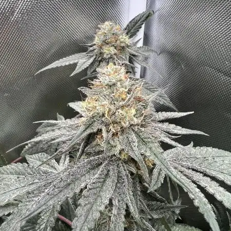 True Angel - Botafarm