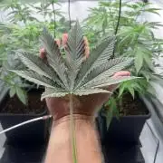 Zesty Bliss - Paradise Seeds