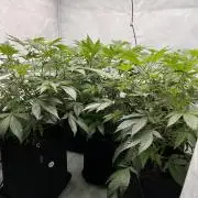 Blueberry Zkunk - Grounded Genetics