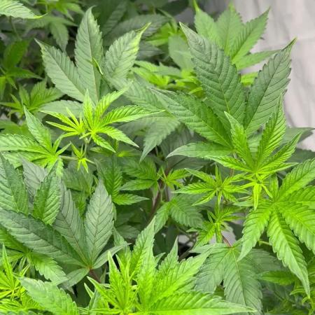 Blueberry Zkunk - Grounded Genetics