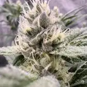 Chocolate Waffelz - Paradise Seeds