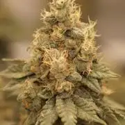 Glowstarz - Paradise Seeds