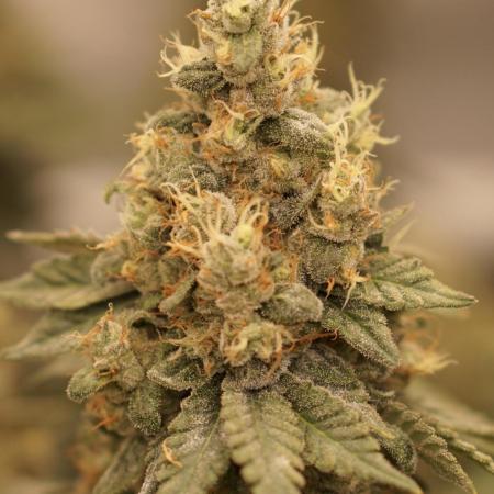Glowstarz - Paradise Seeds