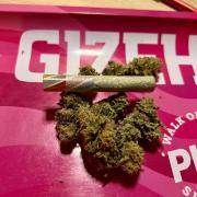 Blueberry Zkunk - Grounded Genetics