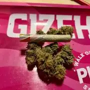 Blueberry Zkunk - Grounded Genetics