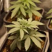 Zesty Bliss - Paradise Seeds
