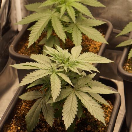 Zesty Bliss - Paradise Seeds