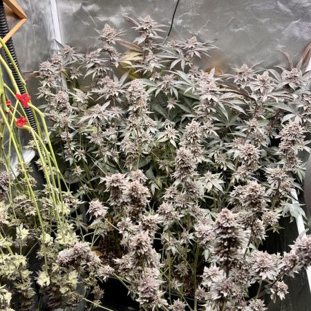 Super Buff Cherry #26 Cut