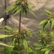 F026 - The Tropical Ice Cream One - SSSC