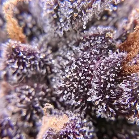 Apricot / Guava auto - 420 FastBuds