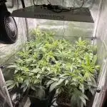 Super Buff Cherry #26 Cut