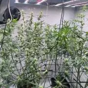 Zesty Bliss - Paradise Seeds
