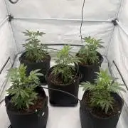 Blueberry Zkunk - Grounded Genetics