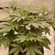 F026 - The Tropical Ice Cream One - SSSC