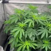F026 - The Tropical Ice Cream One - SSSC