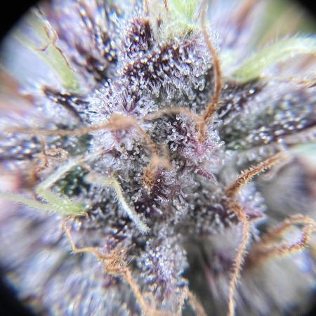 Banana Purple Punch Auto - 420 Fast Buds