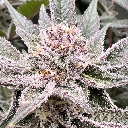 Super Buff Cherry #26 Cut