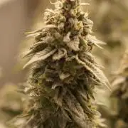 Glowstarz - Paradise Seeds
