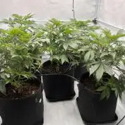 Blueberry Zkunk - Grounded Genetics