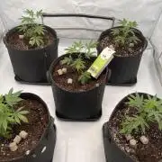 Blueberry Zkunk - Grounded Genetics