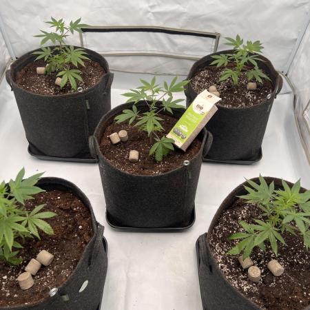 Blueberry Zkunk - Grounded Genetics