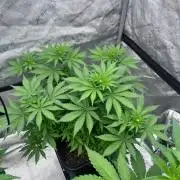 RS11 - Barney’s Farm