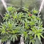 Super Buff Cherry #26 Cut