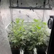 Chocolate Waffelz - Paradise Seeds