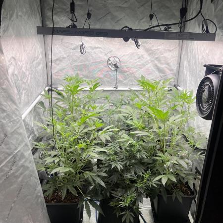 Chocolate Waffelz - Paradise Seeds