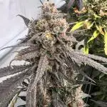 Slurrup - In House Genetics