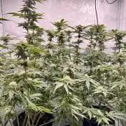 Blueberry Zkunk - Grounded Genetics