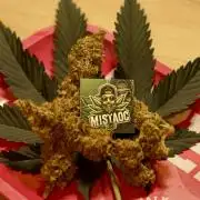 Glowstarz - Paradise Seeds