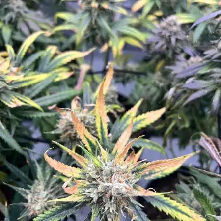 Amnesia Core Cut