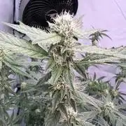 Zesty Bliss - Paradise Seeds