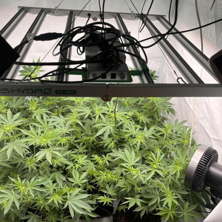 Blueberry Zkunk - Grounded Genetics