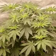 F026 - The Tropical Ice Cream One - SSSC