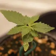 F026 - The Tropical Ice Cream One - SSSC