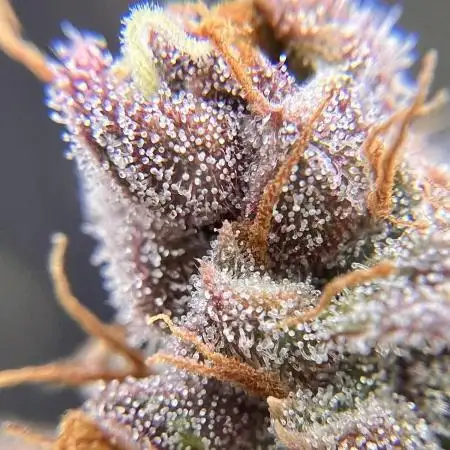 Apricot / Guava auto - 420 FastBuds