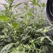 Chocolate Waffelz - Paradise Seeds