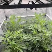 Chocolate Waffelz - Paradise Seeds